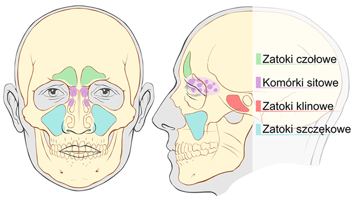 Zatoki przynosowe